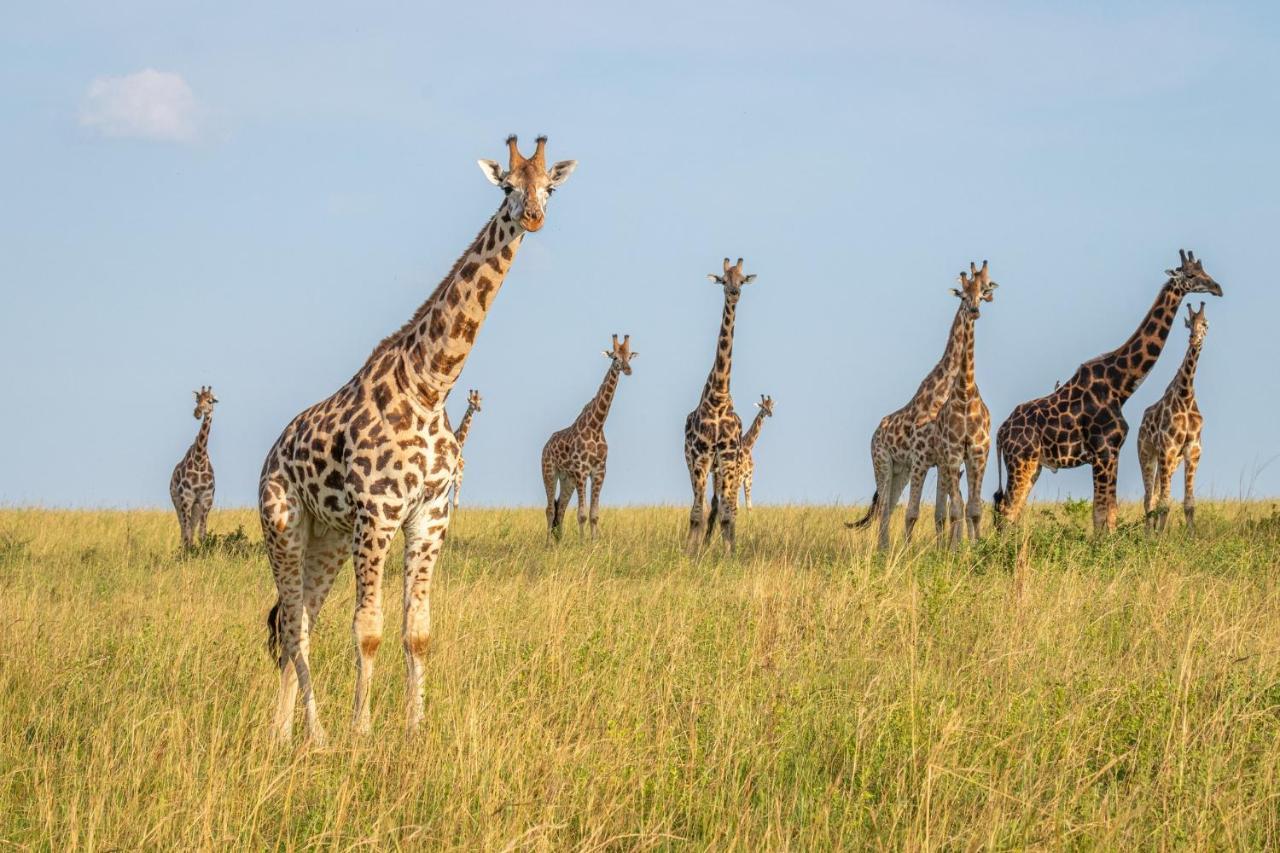 Zebula Boutique Hotel Mabula Game Reserve Eksteriør bilde